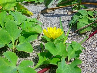 浜には植物？？も_a0114853_20595430.jpg