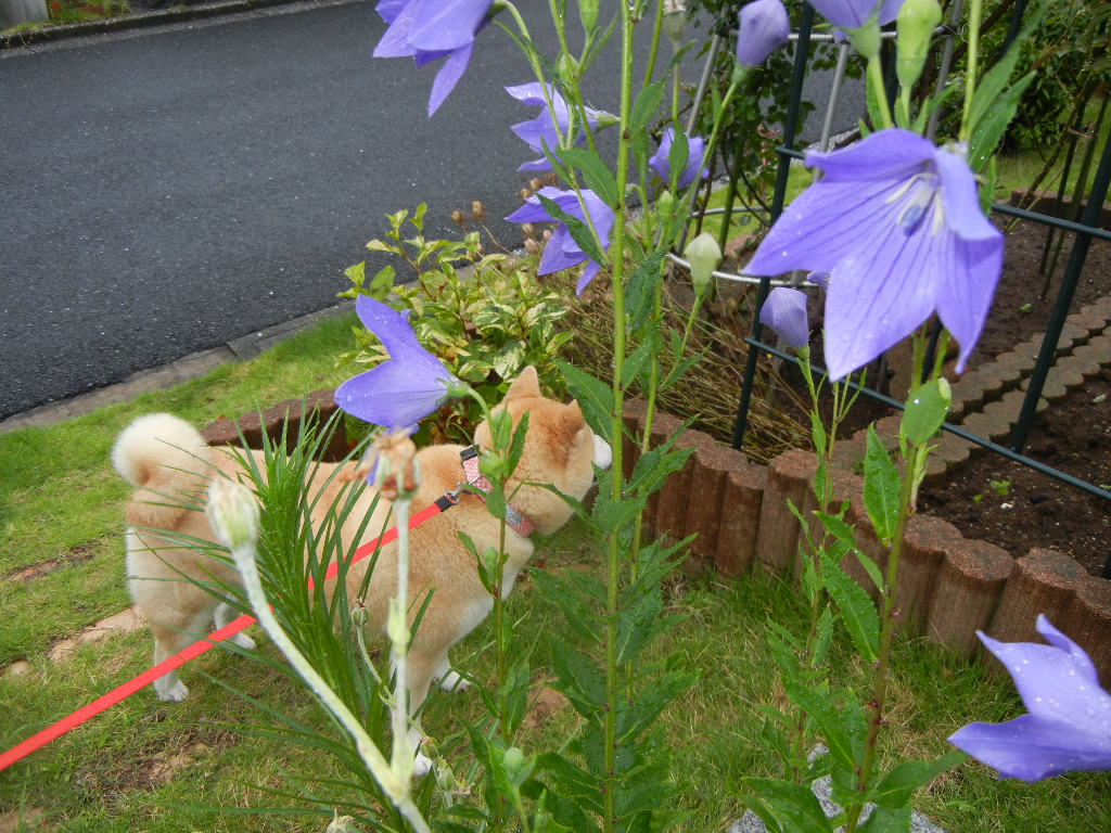 7月7日(木)イギリス旅行④コッツウォルズ散策とヒドコットガーデンへ_f0060461_22162320.jpg