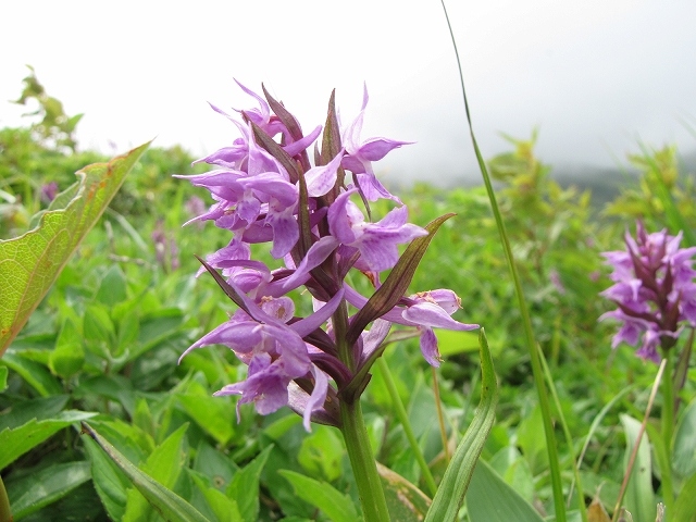 7月3日（日）　平標山の花達♪_a0191674_10445697.jpg