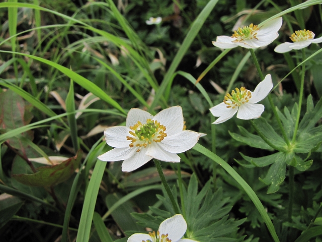 7月3日（日）　平標山の花達♪_a0191674_10474270.jpg