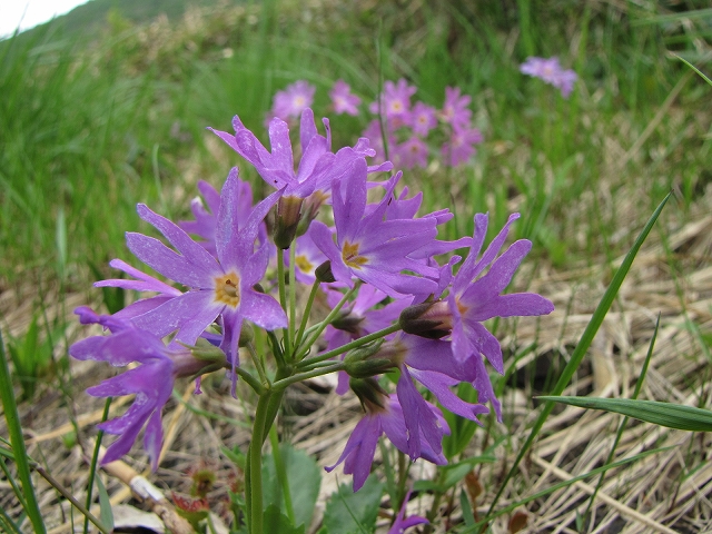 7月3日（日）　平標山の花達♪_a0191674_1049548.jpg