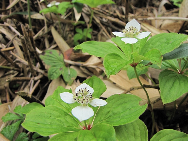 7月3日（日）　平標山の花達♪_a0191674_1051147.jpg