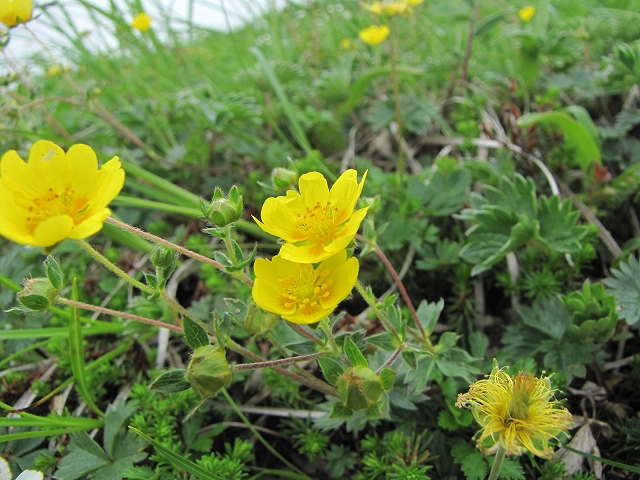 7月3日（日）　平標山の花達♪_a0191674_10533348.jpg