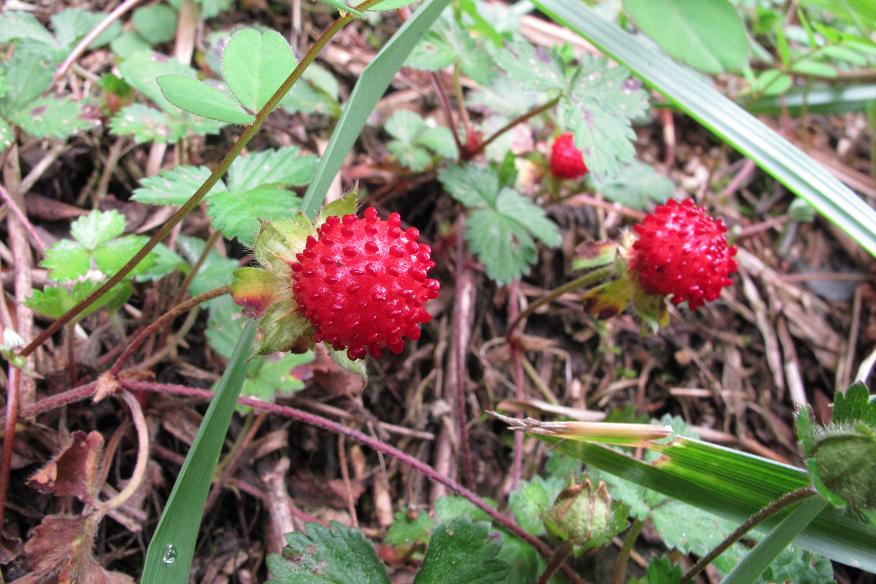 f0220774_8173527.jpg