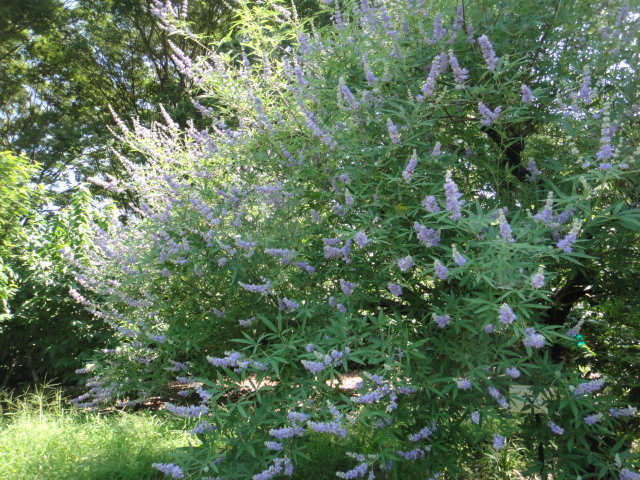 f0137275_421787.jpg