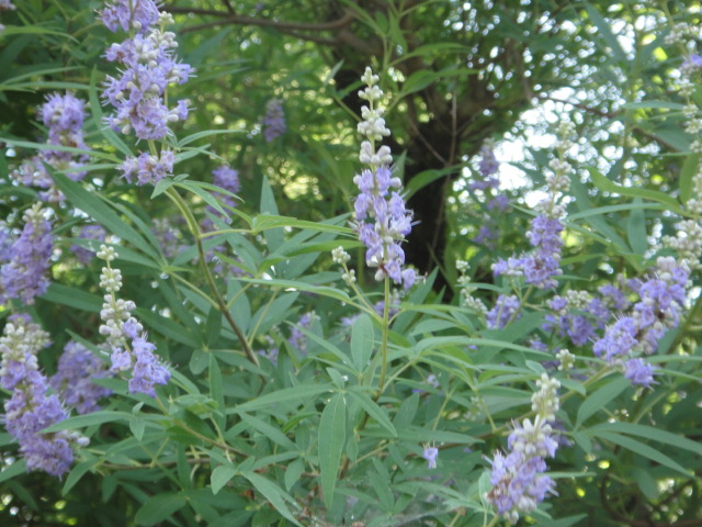 f0137275_4222267.jpg