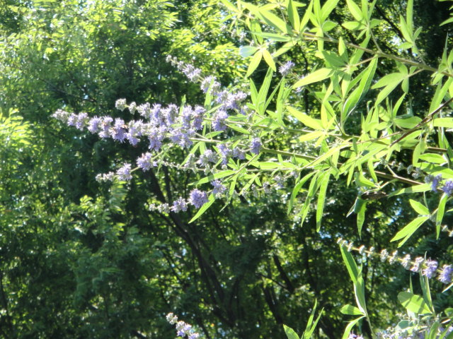 f0137275_4251553.jpg