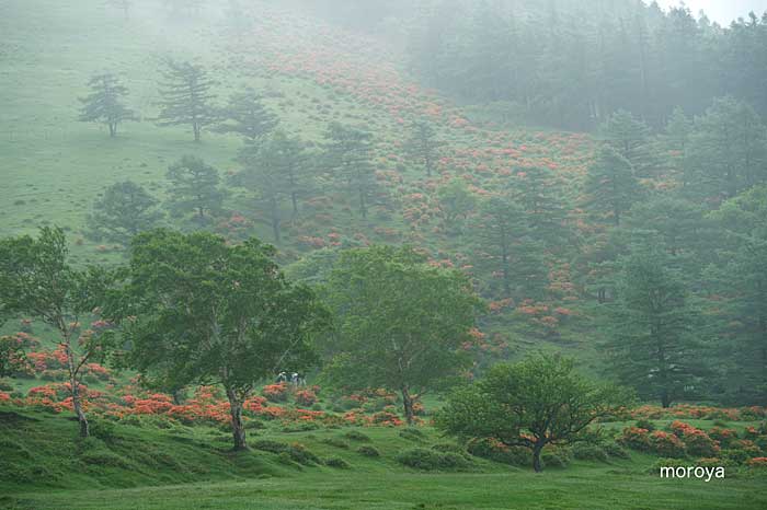牛のいる風景_c0085877_7281493.jpg