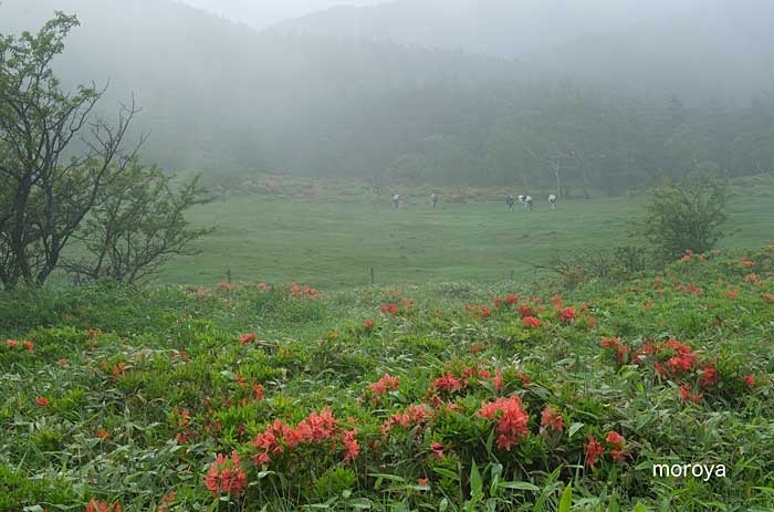 牛のいる風景_c0085877_728752.jpg