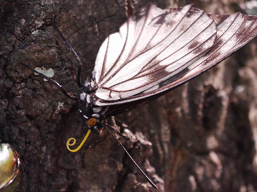 ゴマダラチョウ、ルリタテハ、キマダラセセリ_d0088184_18305569.jpg