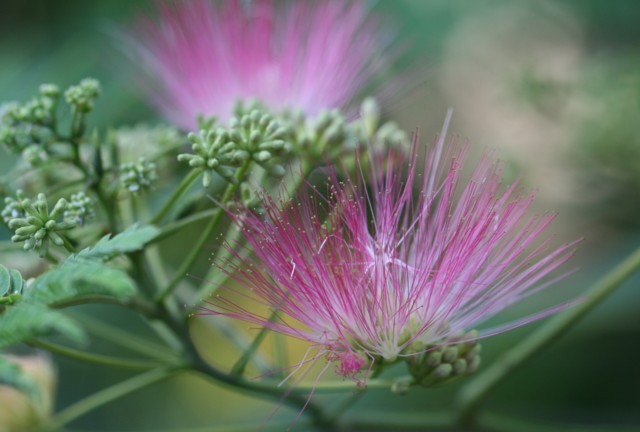 合歓の花のお話_c0144185_1662155.jpg