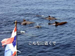 イルカだよ~~♪_f0144385_1253396.jpg