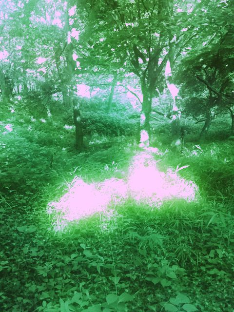 梅雨はどこへやら　今日も陽射しは　街を　海を　森を　漂白していく_d0008994_0412818.jpg