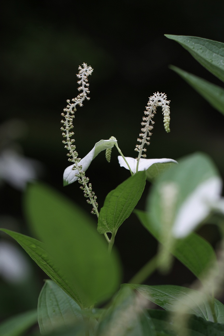 涼しげな初夏の花　　　　≪　　　ハンゲショウ　　　≫_a0140000_195095.jpg