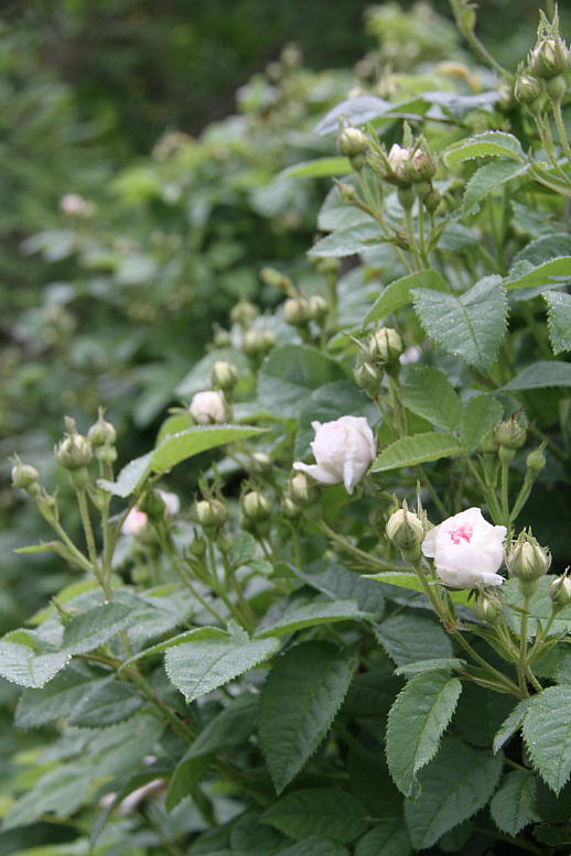 花鳥渓谷　2011.07.03-02_d0166303_0131747.jpg