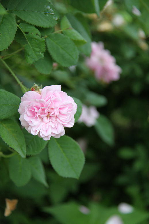 花鳥渓谷　2011.07.03-02_d0166303_033994.jpg