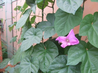 e0081218_23525393.jpg