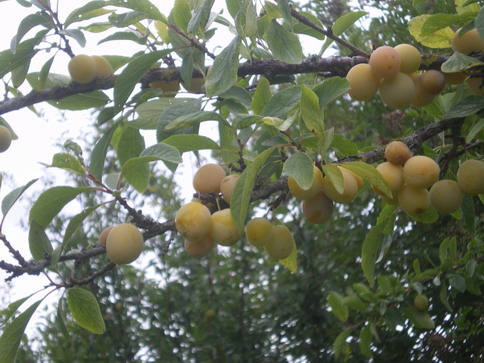 c0124619_419214.jpg