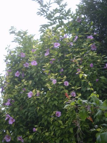 c0124619_422627.jpg