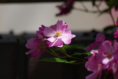 f0170524_14583176.jpg