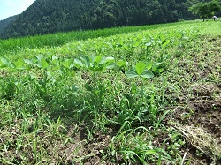 e0061225_17331267.jpg