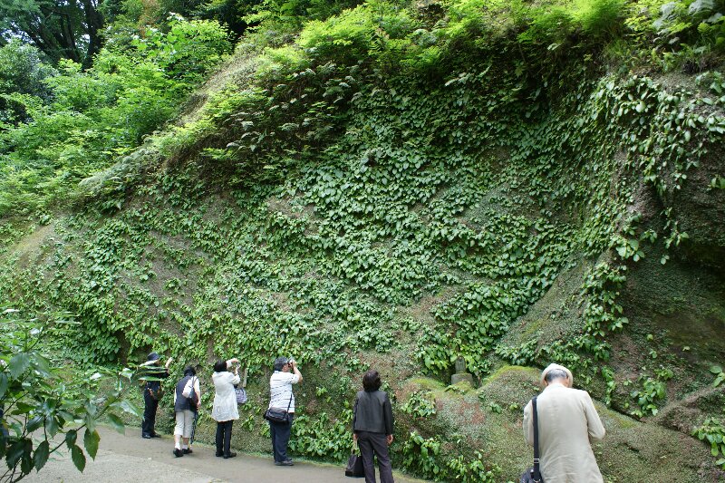 紫色の星形の花を見に鎌倉へ☆イワタバコ・その１_a0122932_11231684.jpg