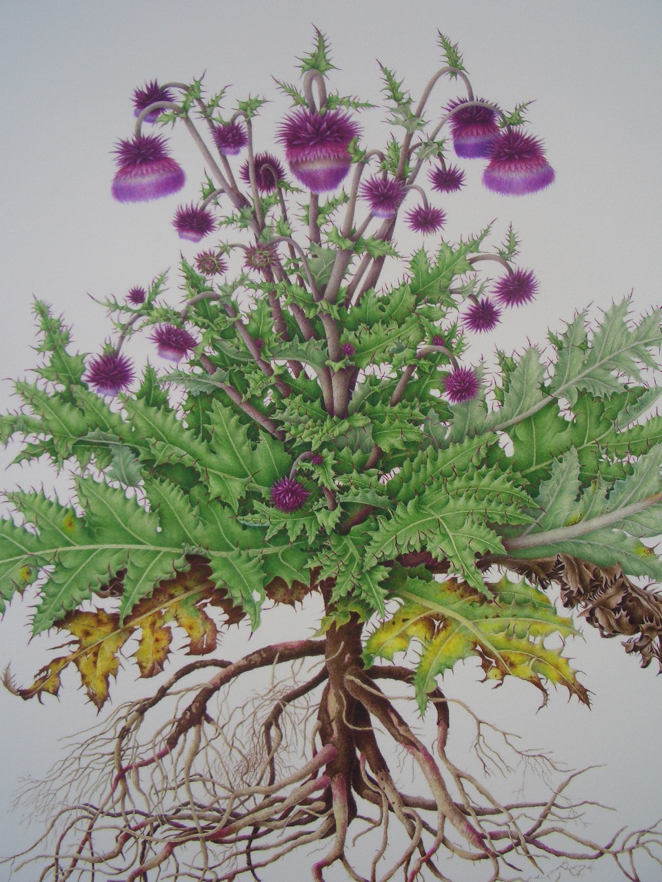 Museum ホビー・楽器・アート 野村陽子 オンシジューム (ピエゾグラフ