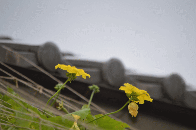 b0165233_109823.gif