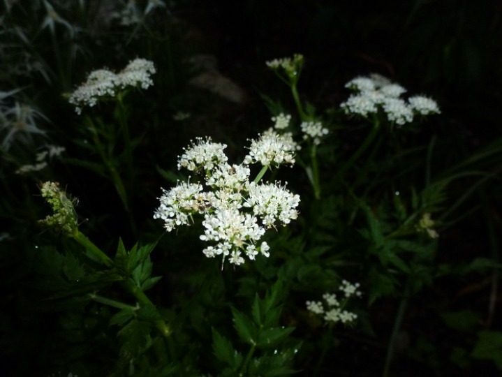 せりの花 今日の一枚