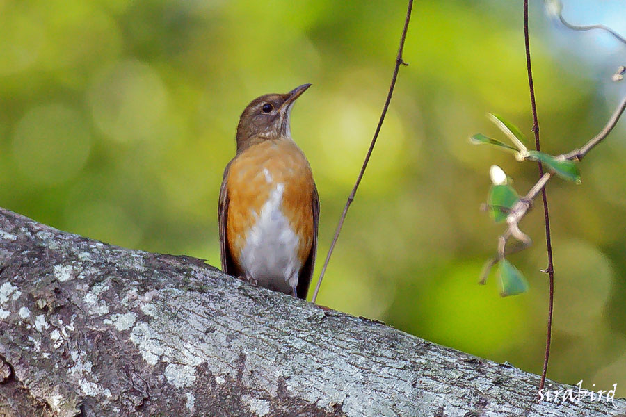 アカハラ（冬鳥　赤腹、全長約24㎝）_d0238245_11658100.jpg