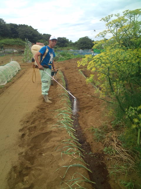 長ネギ&リーキの定植_c0222448_20184051.jpg