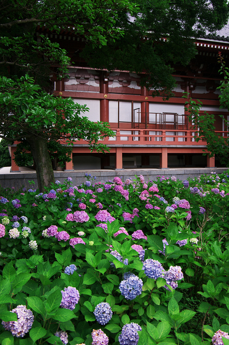 初夏の智積院_f0155048_855094.jpg