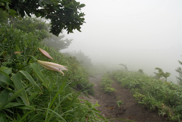 三瓶山＊梅雨時の花④＊_f0214649_21261649.jpg