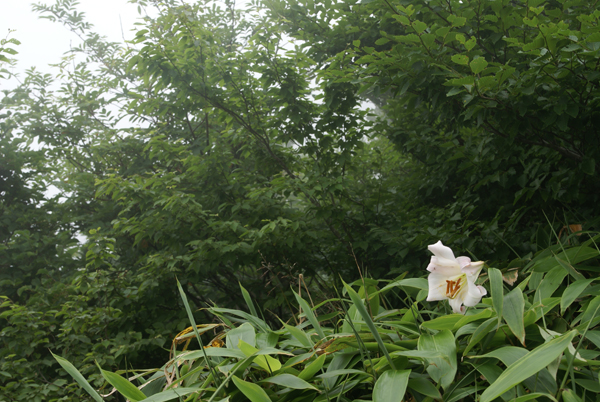 三瓶山＊梅雨時の花④＊_f0214649_21263617.jpg