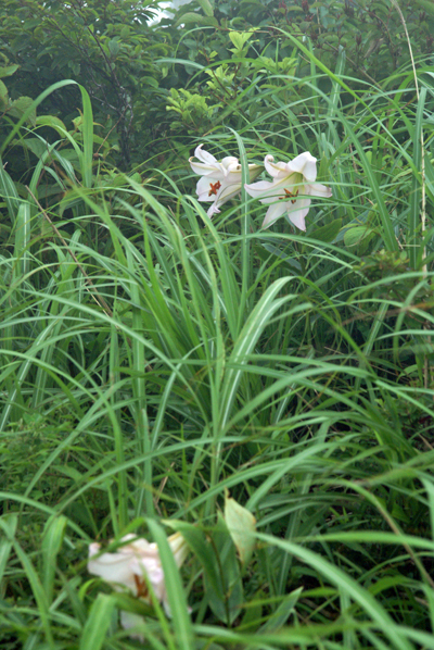 三瓶山＊梅雨時の花④＊_f0214649_21332395.jpg