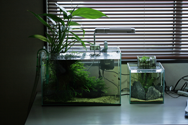 夏の水草。 : Nのひとりごと