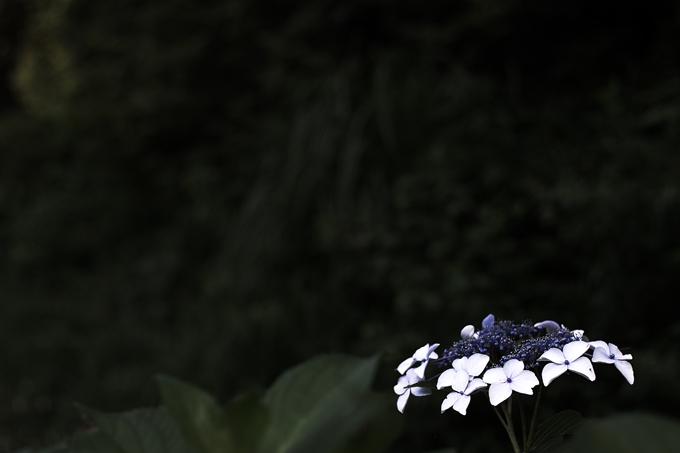 Hydrangea3_d0147676_5391775.jpg