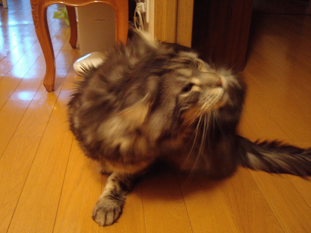 a0135577_19551967.gif