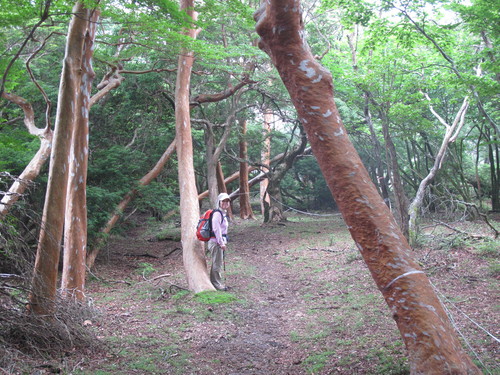 若山牧水が仰いだ～尾鈴山に登る　　2011・7・3_a0166196_16194037.jpg