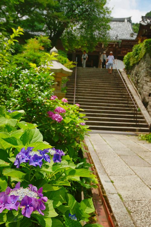 善峰寺　紫陽花_d0059205_2145522.jpg