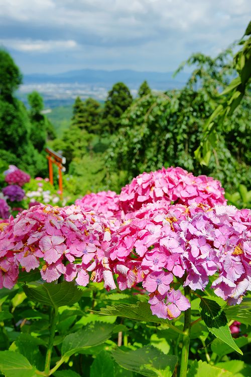 善峰寺　紫陽花_d0059205_21503738.jpg