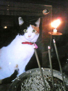 b0189509_1133096.gif