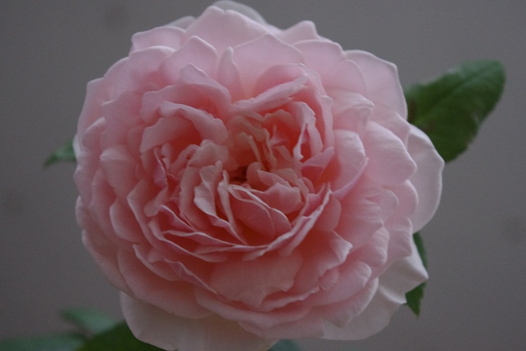 c0147909_10133171.jpg