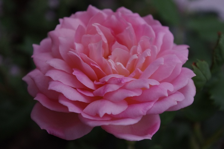 c0147909_1025717.jpg