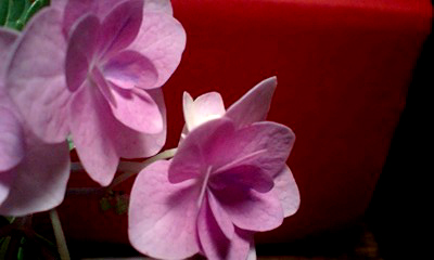 d0088611_09886.jpg
