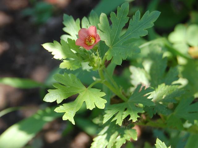 菊の葉葵 キクノハアオイ めずらしい花