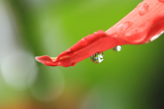 雨に唄えば_a0075819_226927.jpg