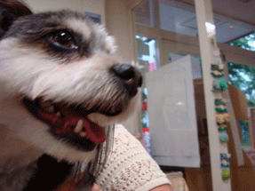 f0232522_875165.gif