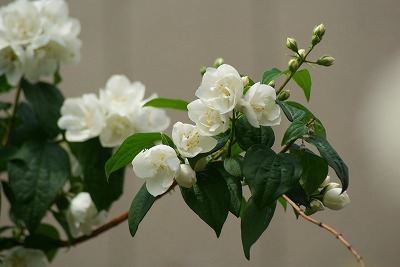 f0170524_11394845.jpg