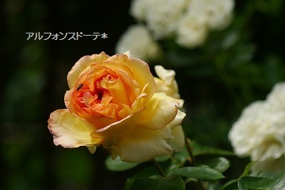 f0170524_11434275.jpg